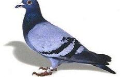 聚鸽分期怎么样靠谱吗?现在申请审核要多久