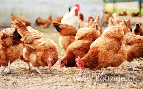 养殖业贷款咋办理,搞养殖业如何申请贷款